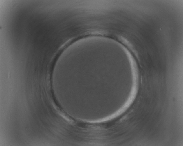 X0000081310249200702082117