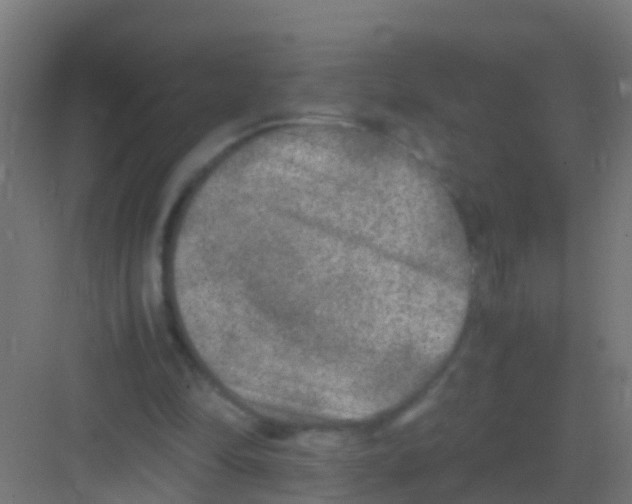 X0000081310294200702082117