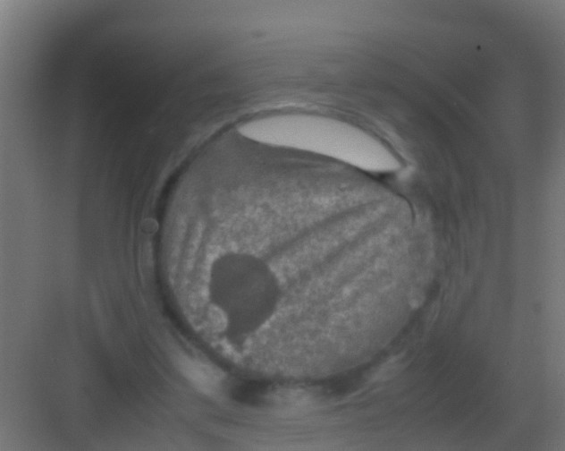 X0000081310299200702082117