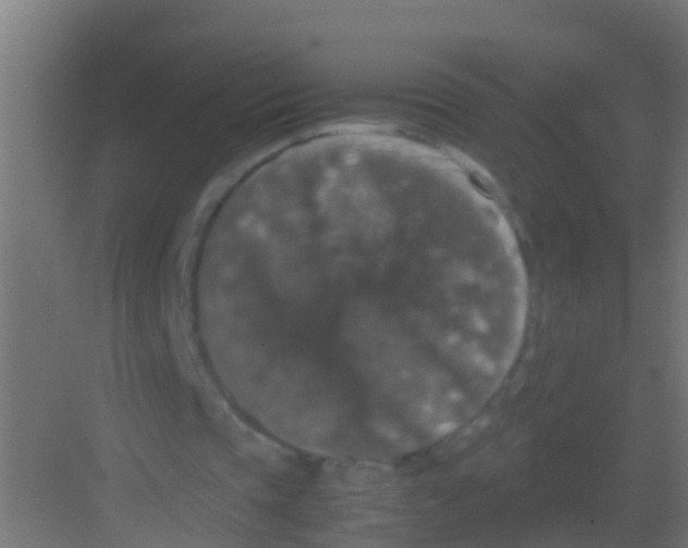 X0000081310337200702082116