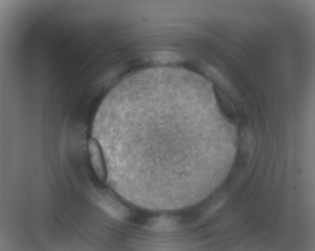 X0000081310356200702082116