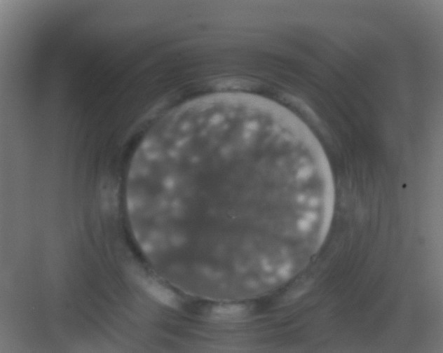 X0000081310357200702082116