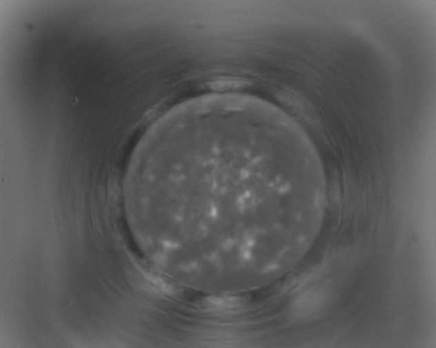 X0000081310367200702082116