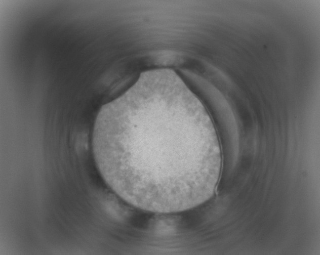 X0000081310368200702082116