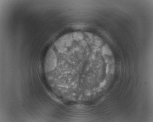 X0000081310408200702082115