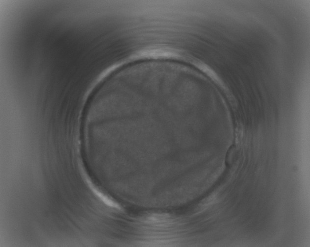 X0000081310438200702082114