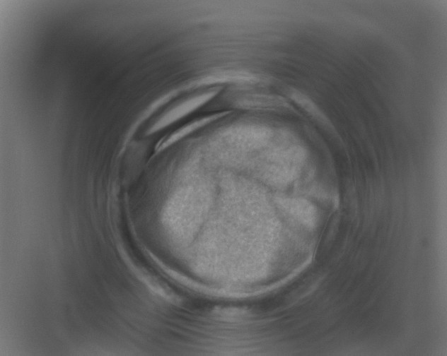 X0000081310440200702082114