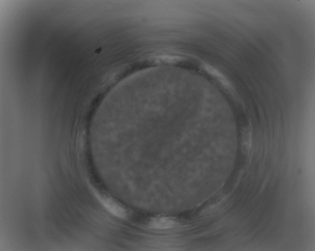 X0000081310451200702082114