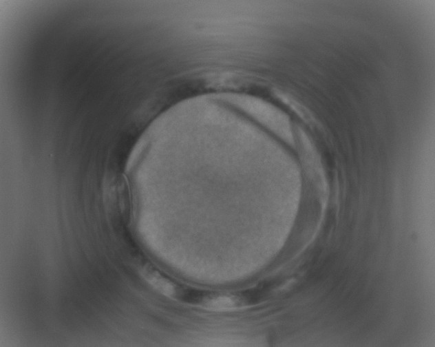 X0000081310513200702082114