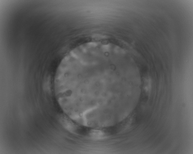 X0000081310519200702082113