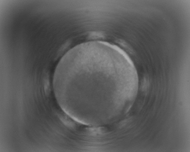 X0000081310524200702082113