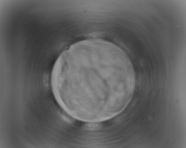 X0000081310526200702082113