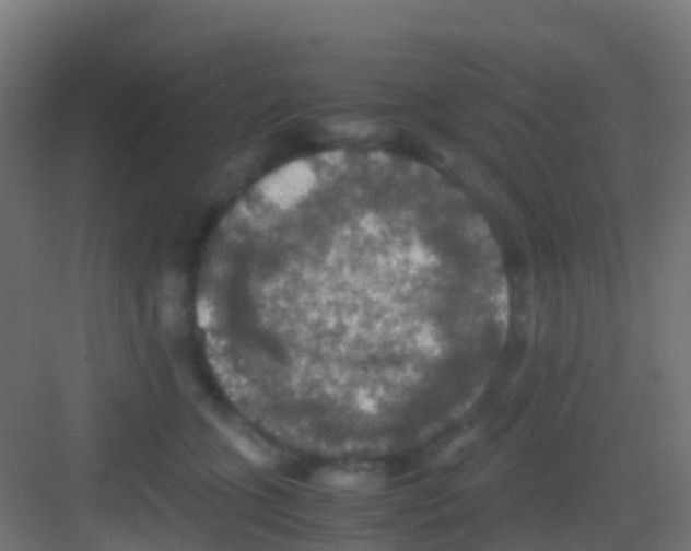 X0000081310563200702082113