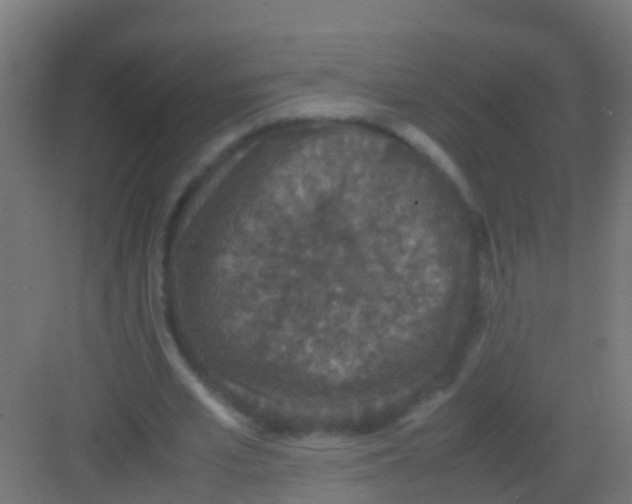 X0000081310581200702082112