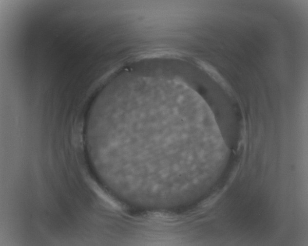 X0000081310585200702082112