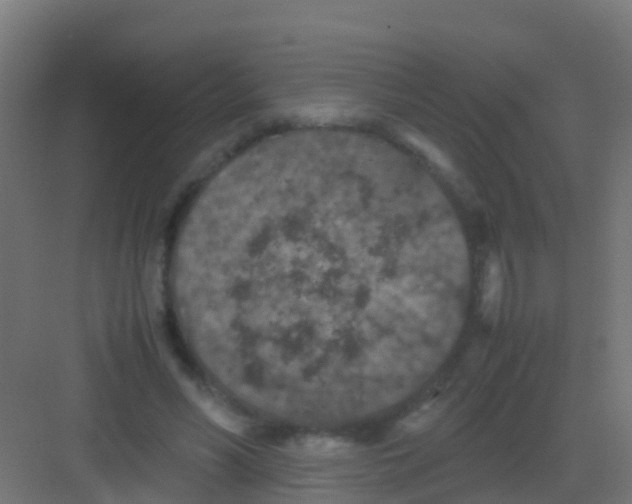 X0000081310590200702082112