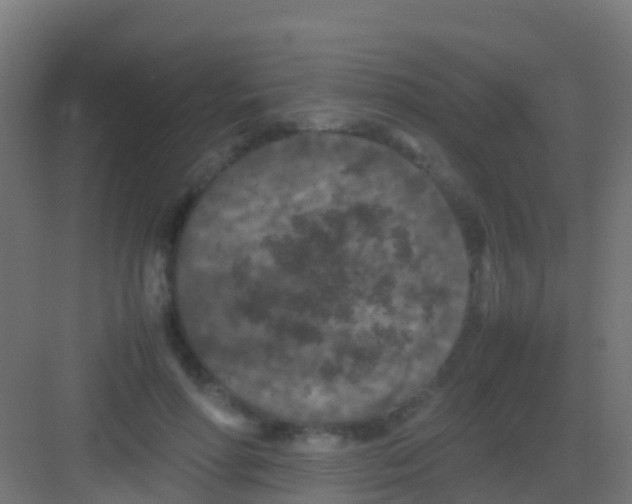 X0000081310598200702082112