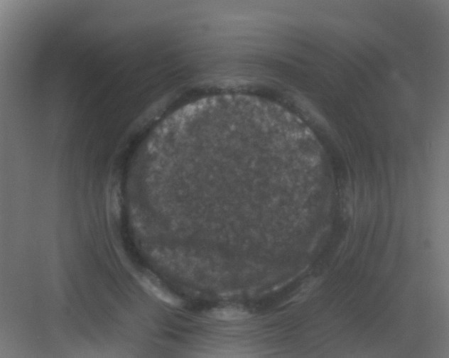 X0000081310644200702082111