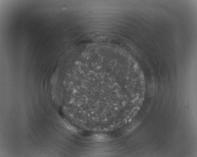 X0000081310654200702082111