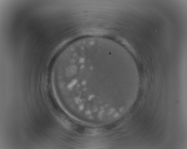 X0000081310679200702082111