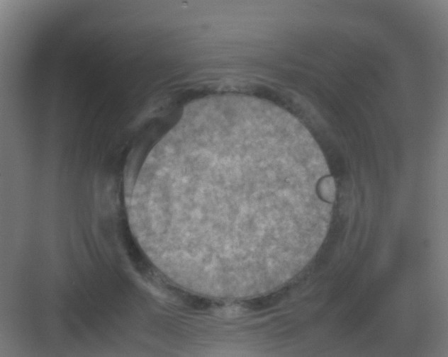 X0000081310695200702082111