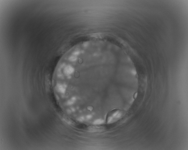 X0000081310707200702082110