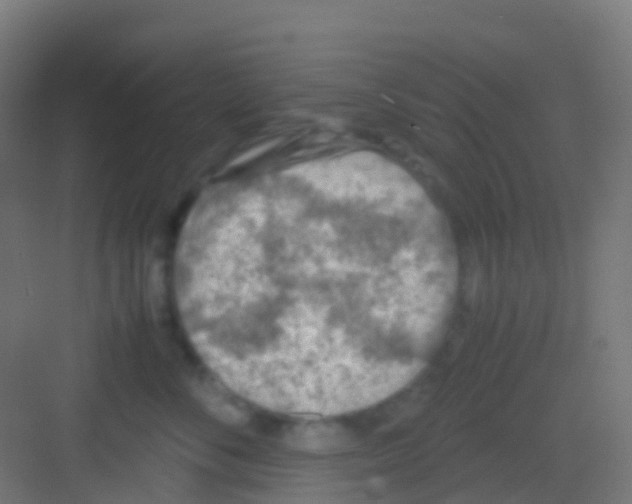 X0000081310716200702082110