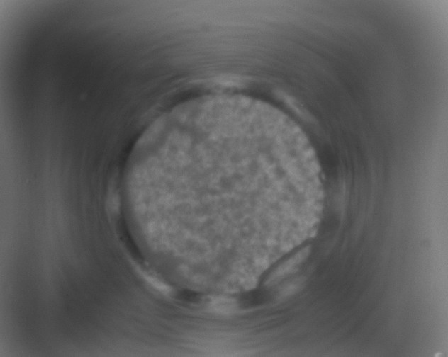 X0000081310719200702082110