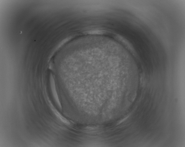 X0000081310725200702082109