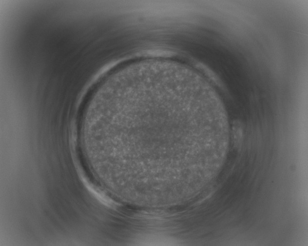 X0000081310726200702082109