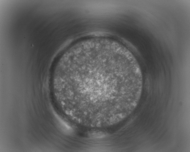 X0000081310730200702082109