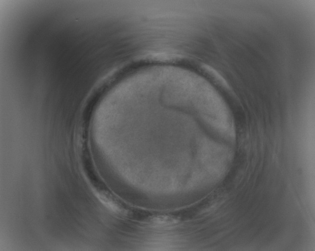 X0000081310736200702082110