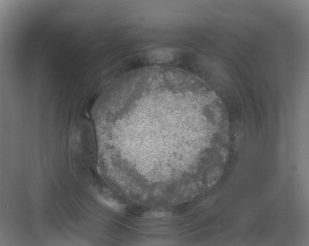 X0000081310745200702082110