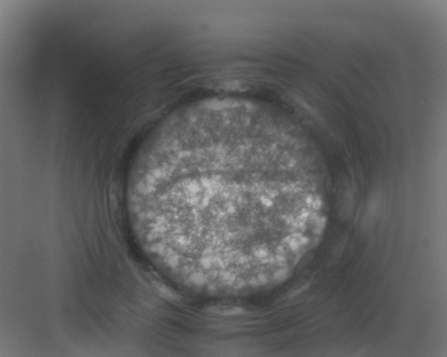 X0000081310747200702082110