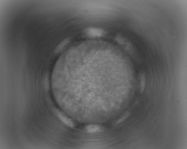 X0000081310762200702082110