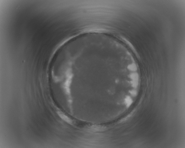 X0000081310779200702082109