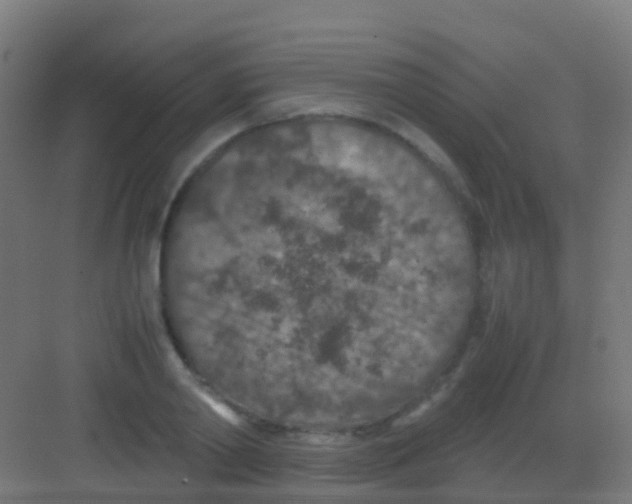 X0000081310790200702082109