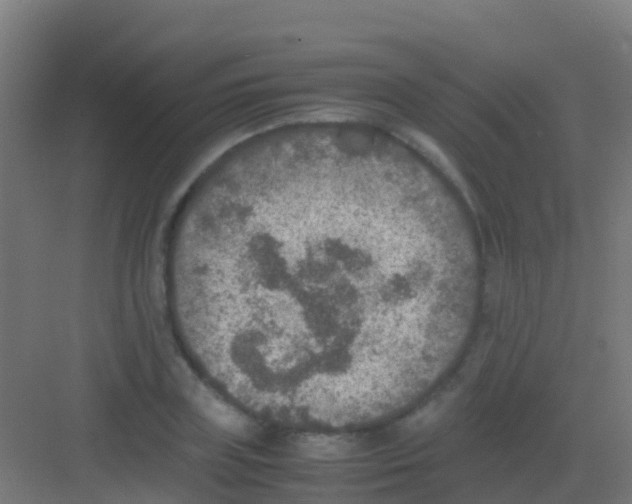 X0000081310835200702082108