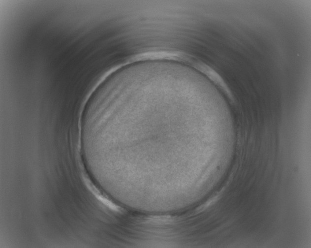 X0000081310844200702082108