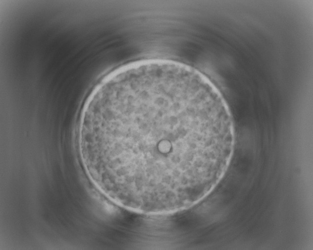 X0000081310856200702082108