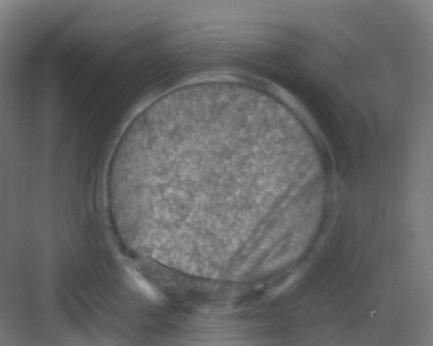 X0000081310858200702082108