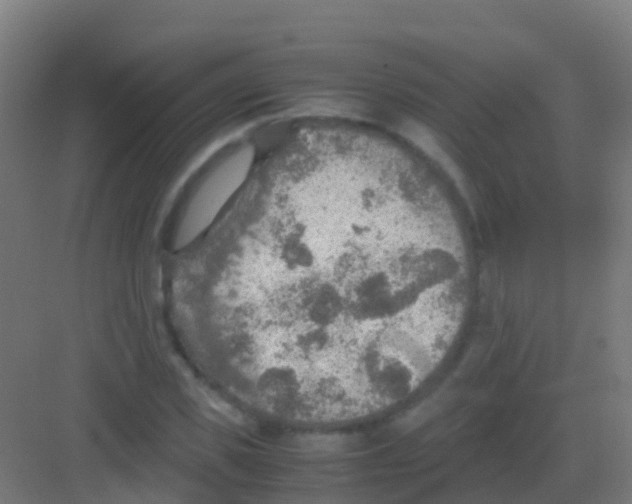 X0000081310925200702082106