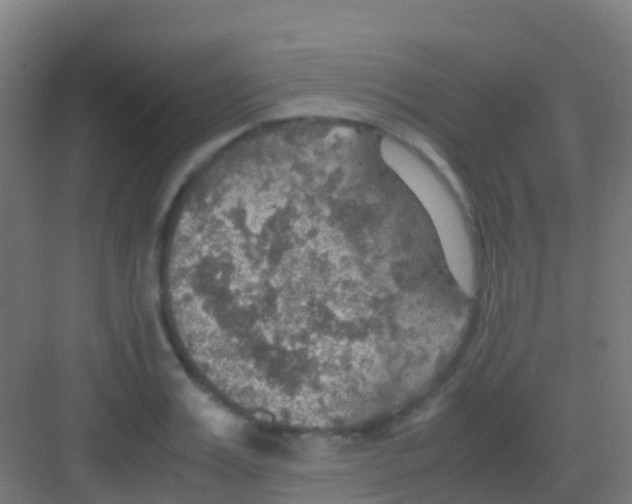 X0000081310987200702082106