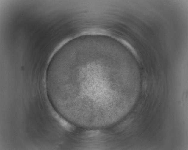 X0000081310990200702082106