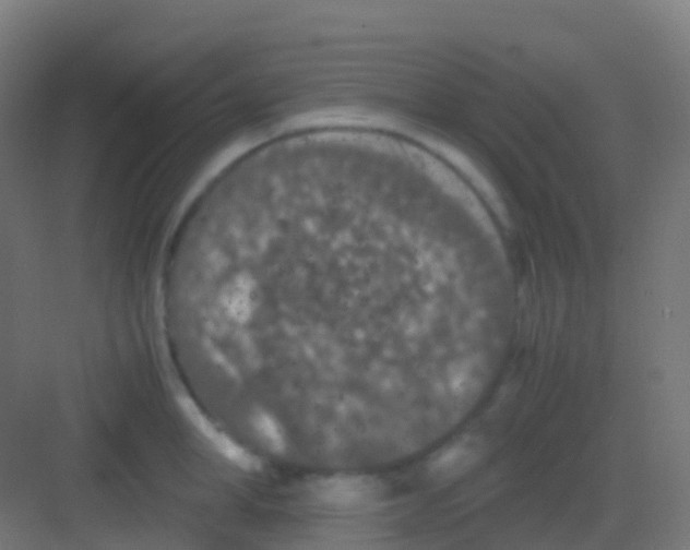 X0000081310998200702082105