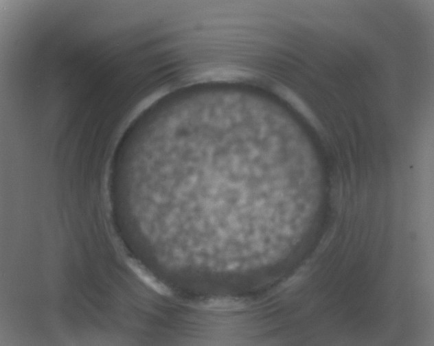 X0000081311026200702082105