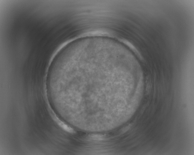 X0000081311086200702082104