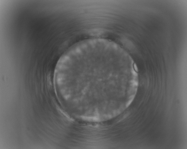 X0000081311106200702082103