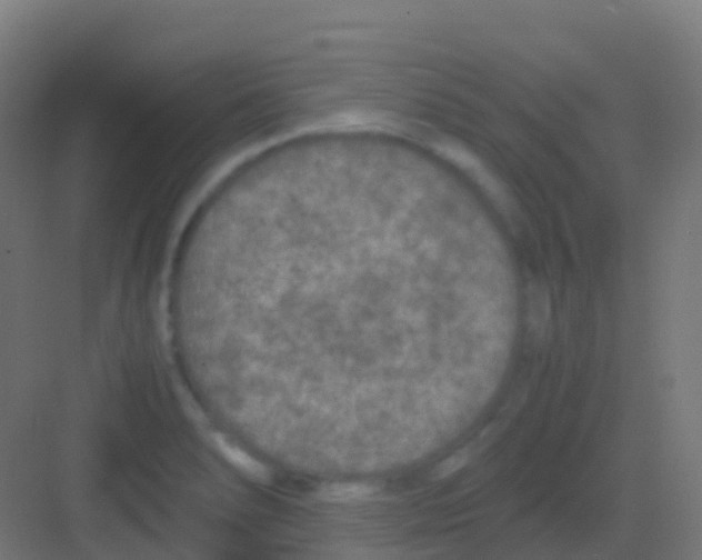 X0000081311278200702082101