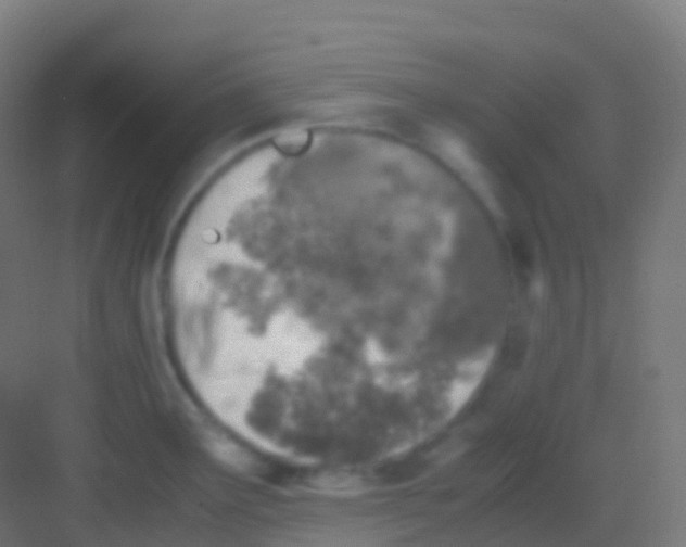 X0000081311291200702082100